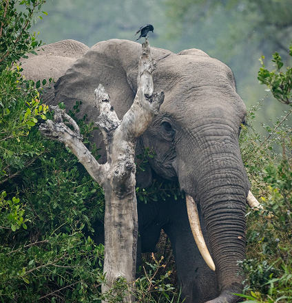 Kenya
